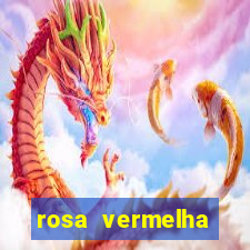 rosa vermelha (letra e cifra)